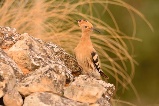 Eurasian Hoopoe or Upupa epops, beautiful brown bird perching on a rock.