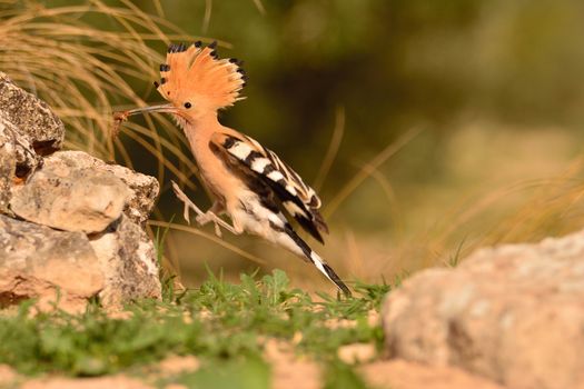 Eurasian Hoopoe or Upupa epops, beautiful brown bird in flight entering the nest