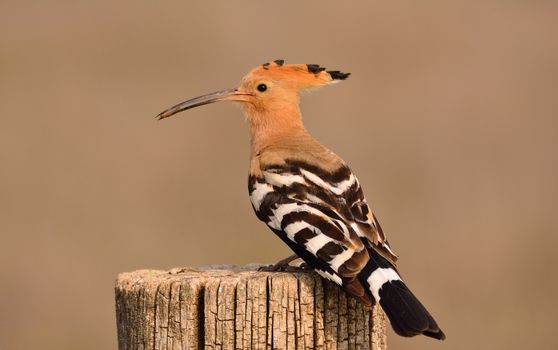 Eurasian Hoopoe or Upupa epops, beautiful brown bird perching on branch waiting to feed its chicks with brown background.