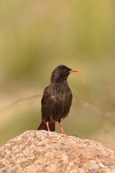 Spotless starling perched on a stone with brown background.