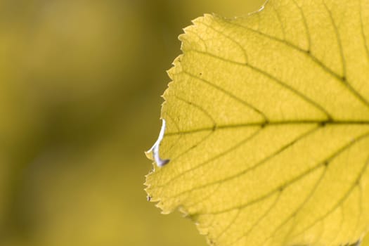 Autumn orange leafs close up abstract with impressional tone. Extremely shallow depth of field for dreamy feel.