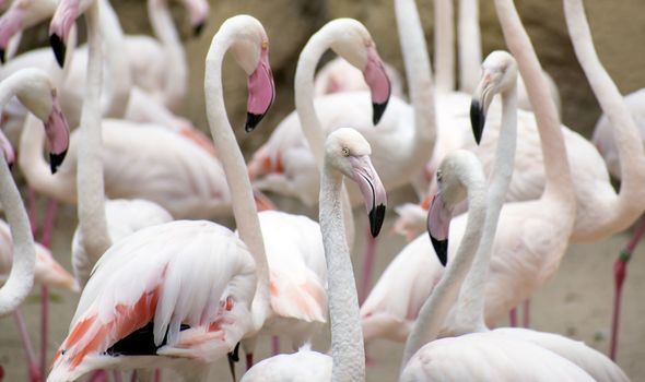 Group of flamingos or Greater flamingo at a pond in a spanish Zoo, looking at camera with extremely narrow depth of field in Spain.