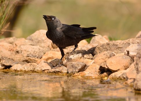 The western jackdaw, Coloeus monedula, also known as the Eurasian jackdaw, is a passerine bird in the crow family.