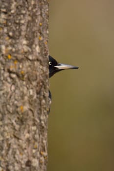 Black woodpecker, Dryocopus martius perched on tree in the middle of forest with grey background