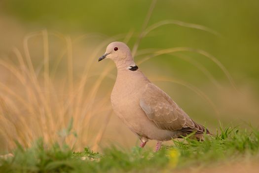 Eurasian collared dove, Streptopelia decaocto perched on the ground