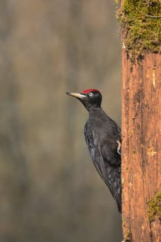 Black woodpecker, Dryocopus martius perched on old dry branch in the middle of forest with grey background