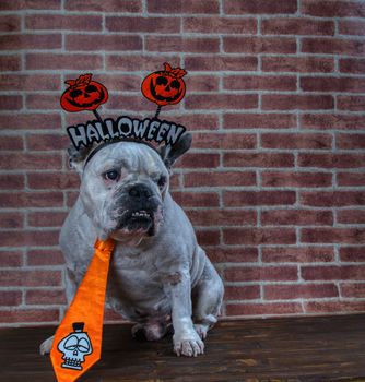 Portrait of french bulldog with diadem and tie halloween.