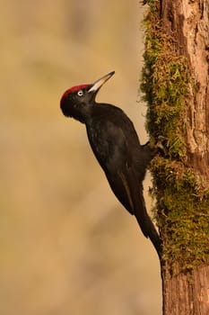 Black woodpecker, Dryocopus martius perched on old dry branch in the middle of forest with grey background