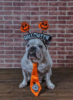 Portrait of french bulldog with diadem and tie halloween.