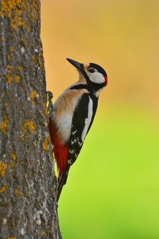 Great spotted woodpecker, Dendrocopos major perched on a log.