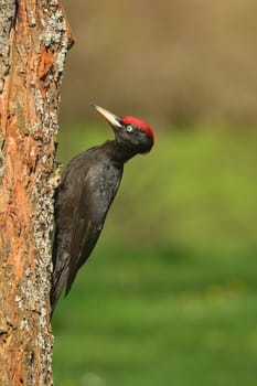 Black woodpecker, Dryocopus martius perched on old dry branch in the middle of forest with grey background