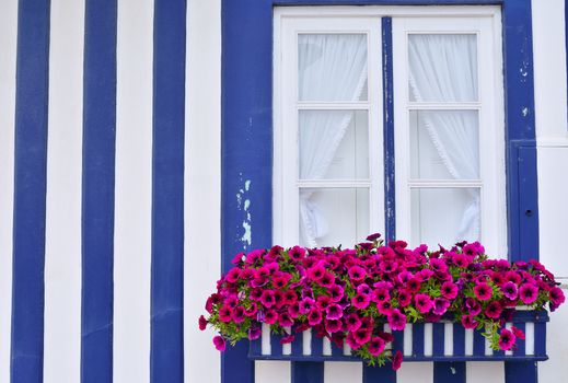 Beautiful purple petunias in the open close window.