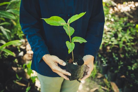 hand holding plant on nature background, concept save the world 