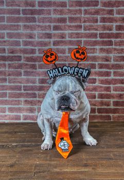 Portrait of french bulldog with diadem and tie halloween.