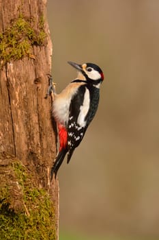 Great spotted woodpecker, Dendrocopos major perched on a log.