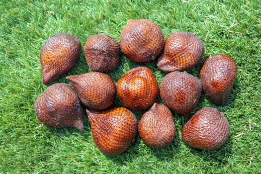 Salak pondoh is one of the salak cultivars that grow mostly in the area of Sleman. Sweet Salacca zalacca or Snake fruit isolated on green background. The taste of Salak fruit is delicious.