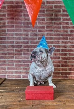 Portrait of French bulldog angry on his birthday