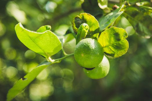 Fresh lamon on lamon tree in garden