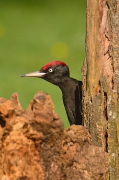 Black woodpecker, Dryocopus martius perched on old dry branch in the middle of forest with green background