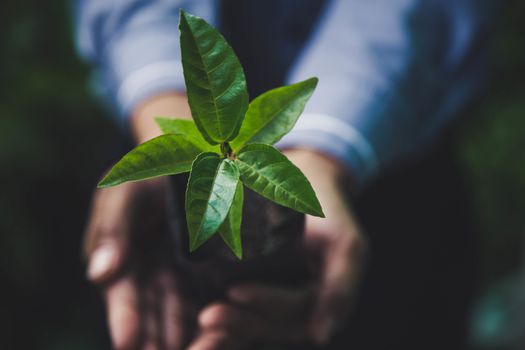 hand holding plant on nature background, concept save the world 