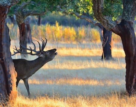 Portrait of majestic powerful adult red deer stag in autumn meadow.