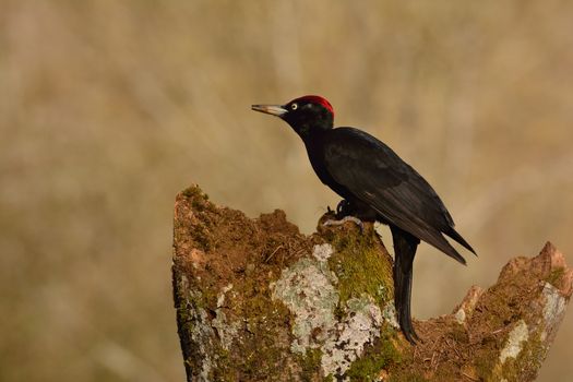 Black woodpecker, Dryocopus martius perched on old dry branch in the middle of forest with grey background