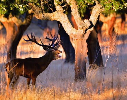 Portrait of majestic powerful adult red deer stag in autumn meadow.