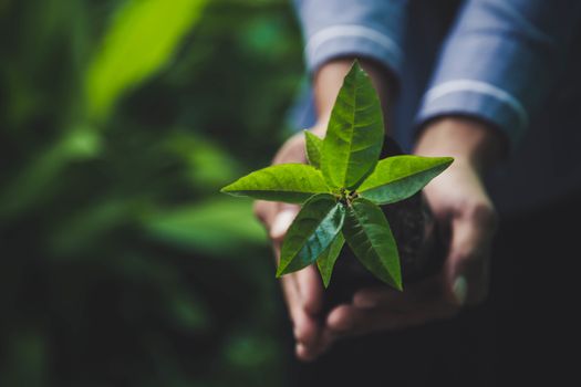 hand holding plant on nature background, concept save the world 