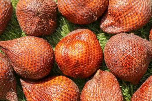 Full frame shoot of Snake fruit. Salak pondoh is one of the salak cultivars that mostly grows in area of Bali. Close up of Sweet Salacca zalacca. Taste of the Salak fruit is delicious. Best background