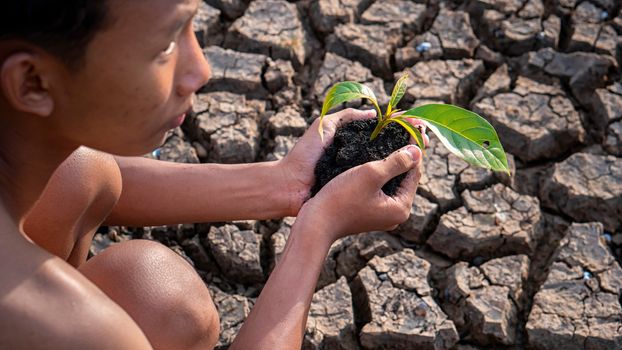 Hands holding a tree growing on cracked ground. global warming theme human hands defending green grass sprout rising from rainless cracked ground. Concept save the world 