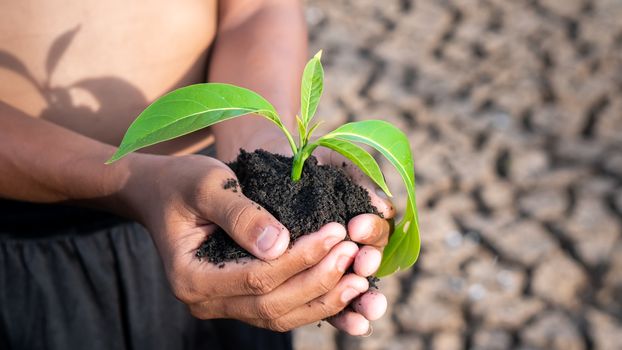 Hands holding a tree growing on cracked ground. global warming theme human hands defending green grass sprout rising from rainless cracked ground. Concept save the world 