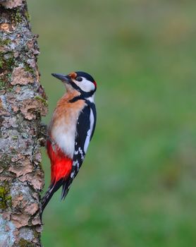 Great spotted woodpecker, Dendrocopos major perched on a log.