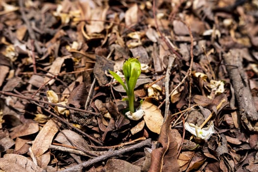 A macro shot of a tiny green sprout growing on a ground filled with autumn leaves and dry branches