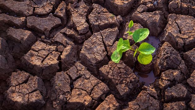 Planting trees in arid ground to protect the environment. Concept for global warming or conservative.