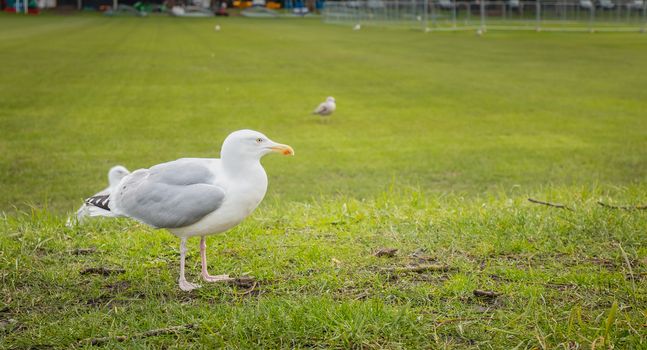 Gulls wandering on the lawn in Dublin, Irland in winter day