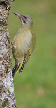 European green woodpecker perched on a branch.