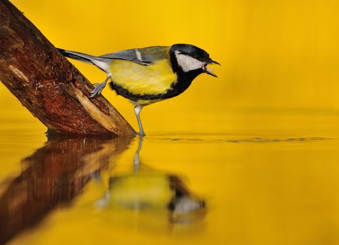 Great tit drinking water in the pond with the golden light of sunset in the background.