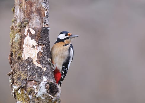Great spotted woodpecker perched on a log.