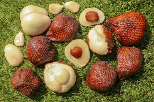 Salak pondoh is one of the salak cultivars that grow mostly in the area of Sleman. Sweet Salacca zalacca or Snake fruit isolated on green background. The taste of Salak fruit is delicious.