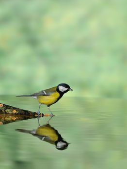 Great tit drinking water in the pond with the green light in background.