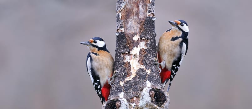 Two great spotted woodpecker perched on a log.