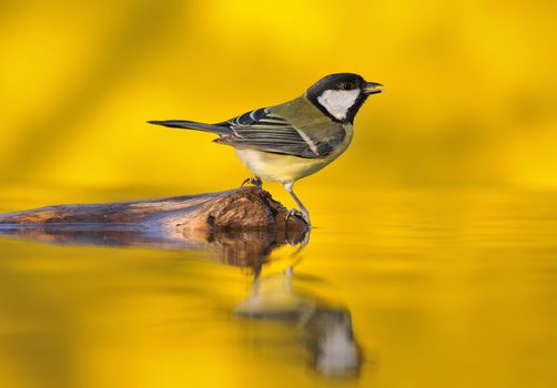 Great tit drinking water in the pond with the golden light of sunset in the background.