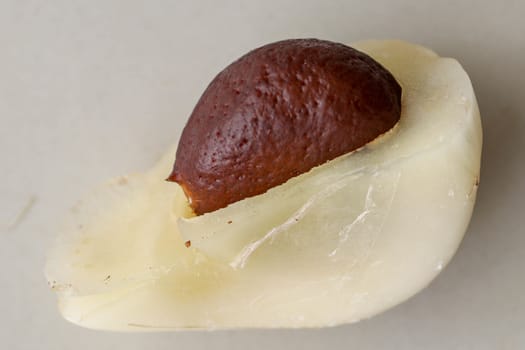 Close up of single piece of Snake fruit with seed. Top view of single healthy fruit. Salak pondoh is one of the salak cultivars that mostly grows in area of Bali. Macro photo of Sweet Salacca.