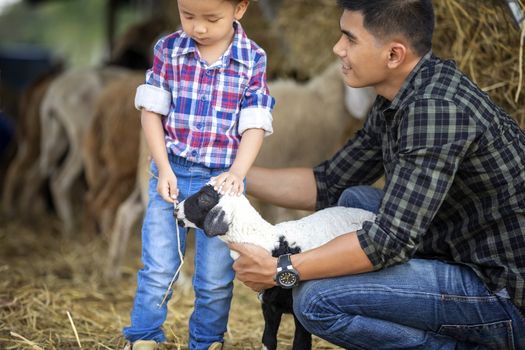 The father and son, the sheep farm owner, hug a small lamb in the embrace with love in their pet.