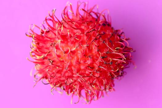 Close up of single Rambutan fruit on purple background. Top view of single healthy fruit. Ready to Eat Sweet Bali Fruit. Fruit is rounded oval single-seeded berry covered with fleshy pliable spins.