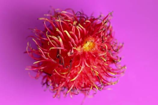 Close up of single Rambutan fruit on purple background. Top view of single healthy fruit. Ready to Eat Sweet Bali Fruit. Fruit is rounded oval single-seeded berry covered with fleshy pliable spins.
