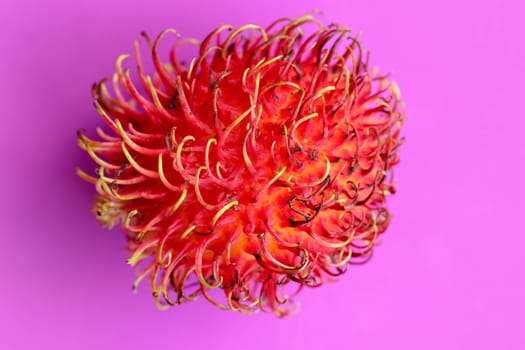 Close up of single Rambutan fruit on purple background. Top view of single healthy fruit. Ready to Eat Sweet Bali Fruit. Fruit is rounded oval single-seeded berry covered with fleshy pliable spins.