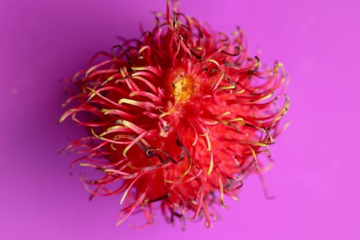 Close up of single Rambutan fruit on purple background. Top view of single healthy fruit. Ready to Eat Sweet Bali Fruit. Fruit is rounded oval single-seeded berry covered with fleshy pliable spins.