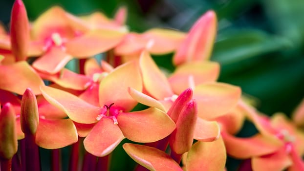 Close up shot of red Ixora flower.