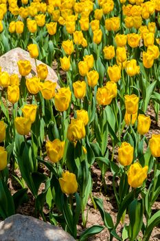 Flower blossom in garden of summer season